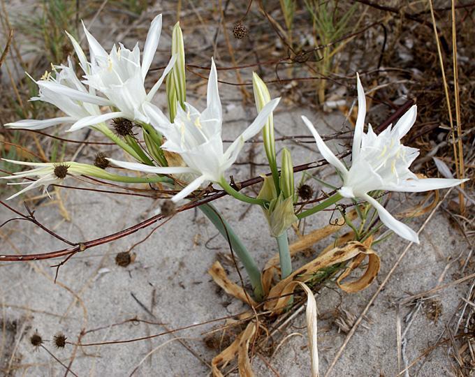 דירות ריאלמונטה Anemone Della Scala Dei Turchi מראה חיצוני תמונה